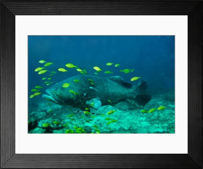 Framed Print : Queensland / Giant Grouper - largest Indopacific grouper attaining a weight of at least 288kg - Fiji Framed Print : Queensland / Giant Grouper - largest Indopacific grouper attaining a weight of at least 288kg - Fiji
