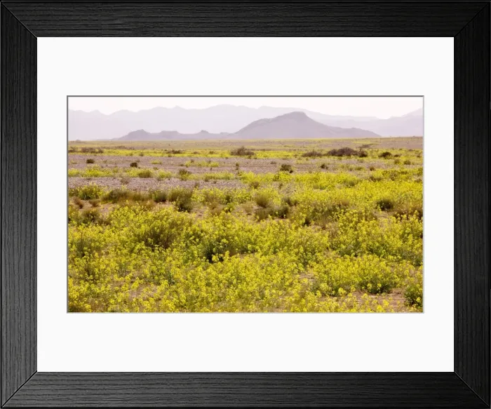 Framed Print : Mass of yellow Brassicas (crucifer) in the Moroccan Sahara Desert, after very wet winter (spring 2009). Near Erfoud. Morocco Framed Print : Mass of yellow Brassicas (crucifer) in the Moroccan Sahara Desert, after very wet winter (spring 2009). Near Erfoud. Morocco