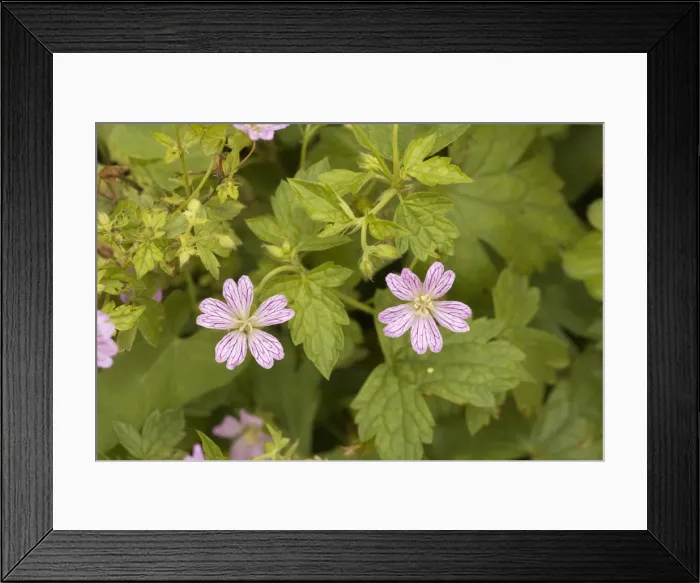 Framed Print : Knotted cranesbill (Geranium nodosum), France. Also grown in gardens