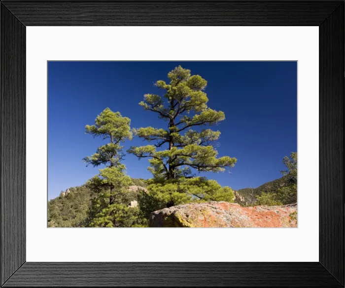 Framed Print : The Chihuahua Pine Pinus leiophylla var. chihuahuana with red volcanic rock, South Creek Canyon. Arizona Framed Print : The Chihuahua Pine Pinus leiophylla var. chihuahuana with red volcanic rock, South Creek Canyon. Arizona