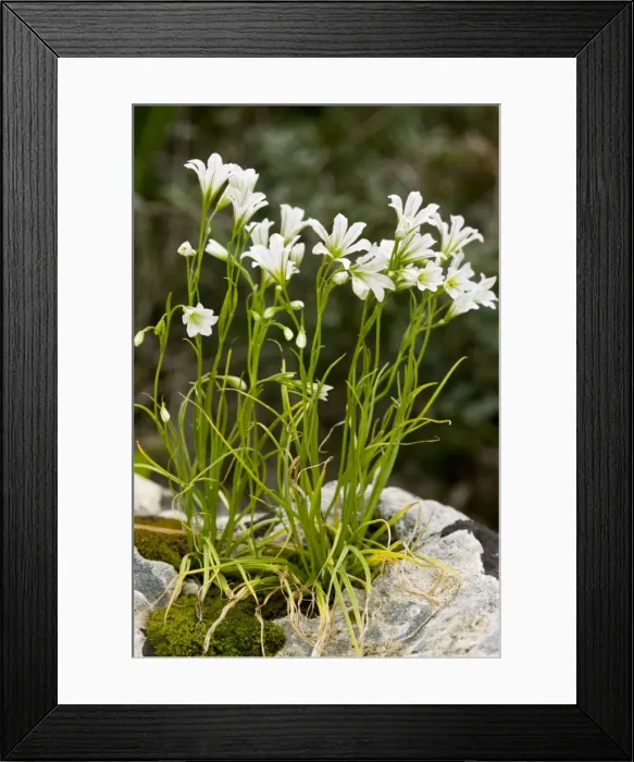 Framed Print : A greek Star-of-Bethlehem, Gagea graeca = Lloydia; Greek Cyprus (south) Framed Print : A greek Star-of-Bethlehem, Gagea graeca = Lloydia; Greek Cyprus (south)