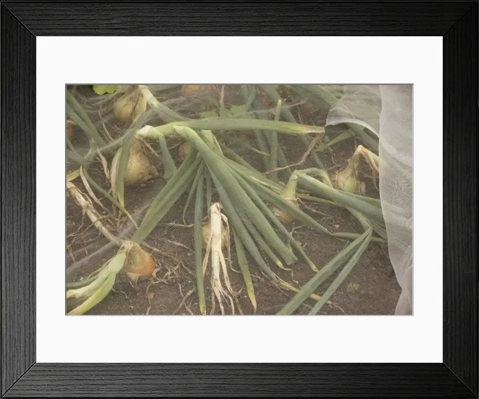 Framed Print : Sturon onions protected from pests by fine gauze. Organic gardening Framed Print : Sturon onions protected from pests by fine gauze. Organic gardening