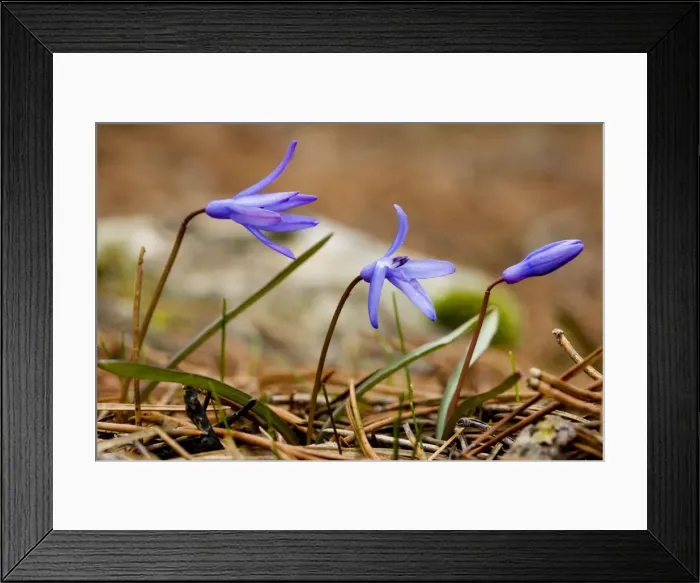 Framed Print : Lady Loch's Glory of the snows - endemic bulb in the Troodos Mountains, Greek Cyprus (south) Framed Print : Lady Loch's Glory of the snows - endemic bulb in the Troodos Mountains, Greek Cyprus (south)