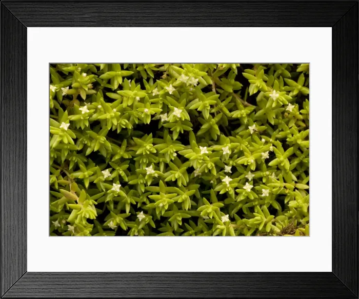 Framed Print : New Zealand pigmy-weed (Crassula helmsii). Widely naturalised invasive pest. New Forest