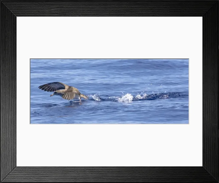 Framed Print : Cory's Shearwater - in flight - running on the sea for take off - Madeira - September Framed Print : Cory's Shearwater - in flight - running on the sea for take off - Madeira - September