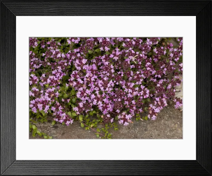 Framed Print : An arctic thyme (Thymus serpyllum ssp. tanaensis), Norway Framed Print : An arctic thyme (Thymus serpyllum ssp. tanaensis), Norway