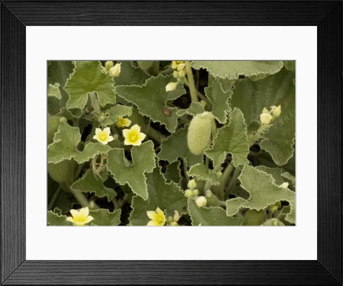 Framed Print : Squirting cucumber (Ecballium elaterium). Mediterranean plant, with explosive dispersal mechanism Framed Print : Squirting cucumber (Ecballium elaterium). Mediterranean plant, with explosive dispersal mechanism