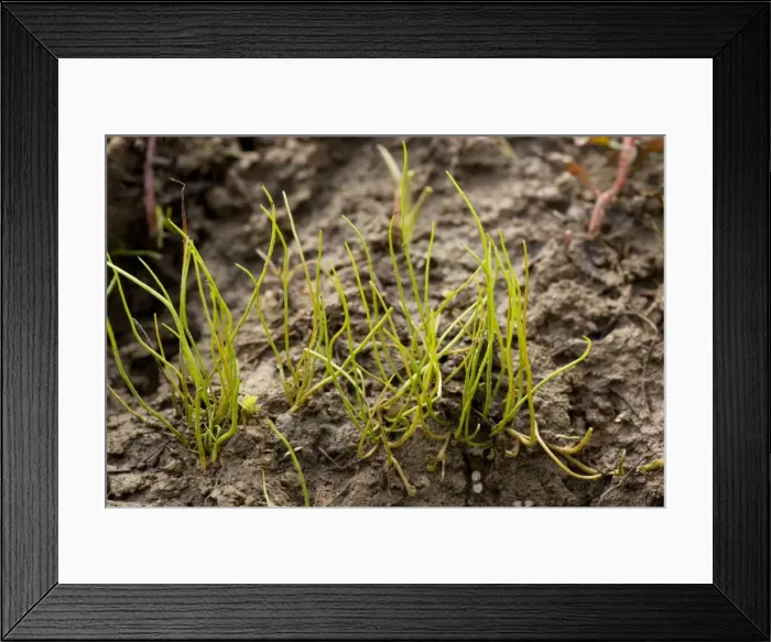 Framed Print : Pillwort (Pilularia globulifera), a rare wetland fern. New Forest Framed Print : Pillwort (Pilularia globulifera), a rare wetland fern. New Forest
