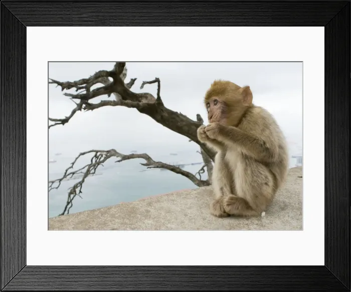 Framed Print : Barbary Macaque  /  Ape - young - Gibraltar - Europe