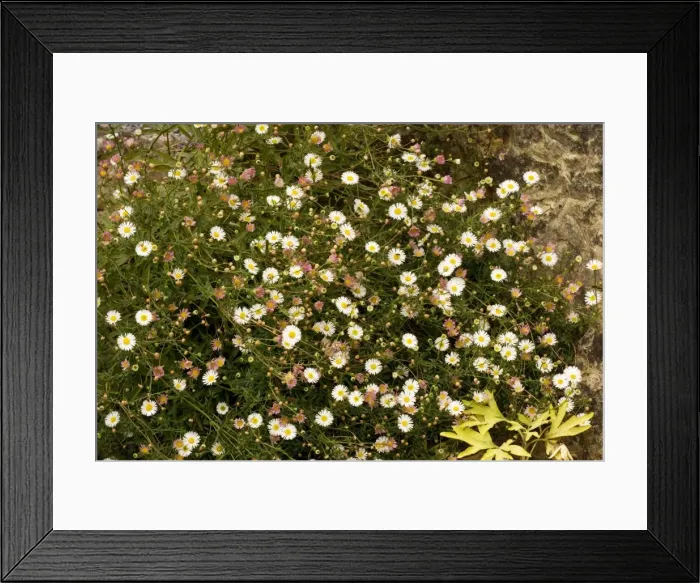 Framed Print : Mexican fleabane (Erigeron karvinskianus). From Mexico, Widely naturalised in UK Framed Print : Mexican fleabane (Erigeron karvinskianus). From Mexico, Widely naturalised in UK