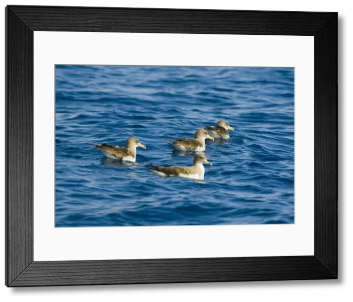 Framed Print : Cory's Shearwater - four on the sea - Madeira - September Framed Print : Cory's Shearwater - four on the sea - Madeira - September