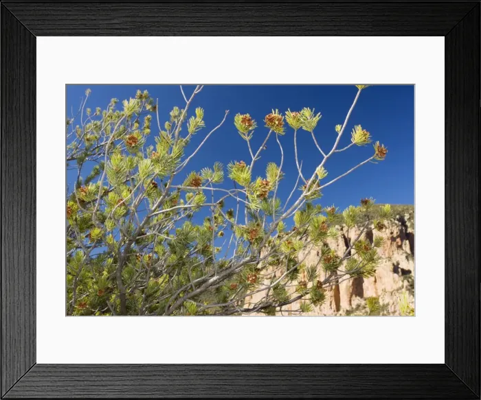 Framed Print : Mexican Pinyon Pine (Pinus cembroides) in the form sometimes described as Border Pine Pinus discolor. Source of edible nuts. South-east Arizona Framed Print : Mexican Pinyon Pine (Pinus cembroides) in the form sometimes described as Border Pine Pinus discolor. Source of edible nuts. South-east Arizona