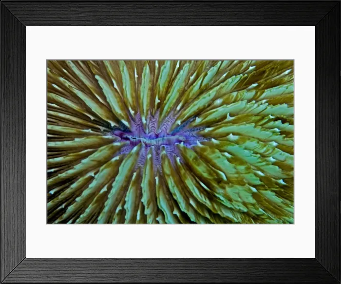 Framed Print : Mushroom Coral - unlike most hard corals this species lives detached from a solid base - Indonesia Framed Print : Mushroom Coral - unlike most hard corals this species lives detached from a solid base - Indonesia