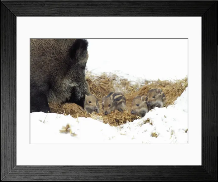 Framed Print : European Wild Pig / Boar - sow with baby piglets in straw nest - winter - Hessen - Germany Framed Print : European Wild Pig / Boar - sow with baby piglets in straw nest - winter - Hessen - Germany