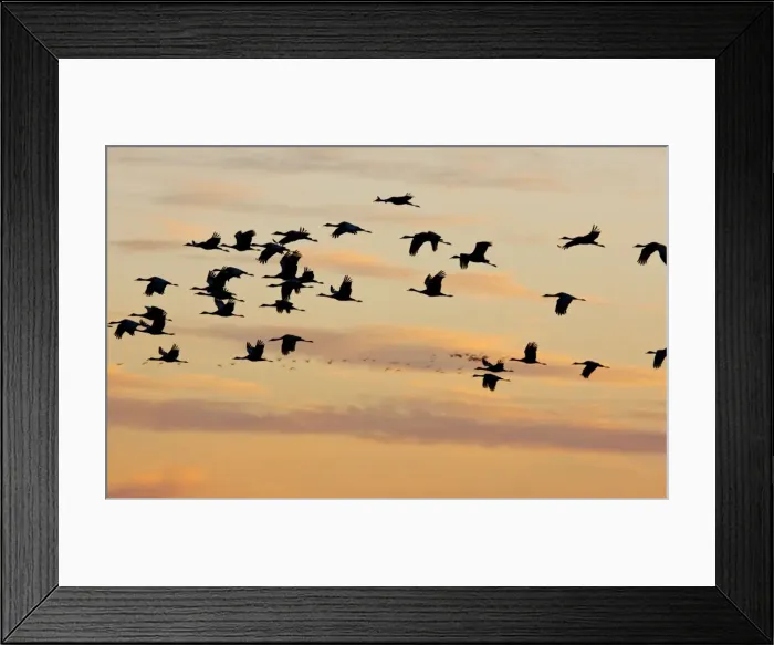 Framed Print : Lesser Sandhill Cranes - in flight - to roost at sunset - Central Valley - California Framed Print : Lesser Sandhill Cranes - in flight - to roost at sunset - Central Valley - California