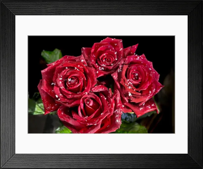 Framed Print : Rose petals - in snow Framed Print : Rose petals - in snow