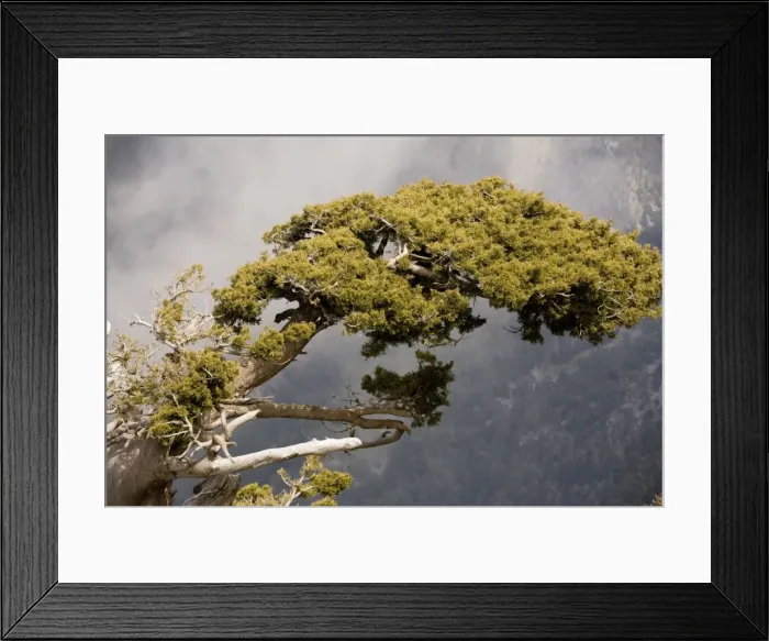 Framed Print : Ancient cypresses Cupressus sempervirens in the White Mountains, Crete Framed Print : Ancient cypresses Cupressus sempervirens in the White Mountains, Crete