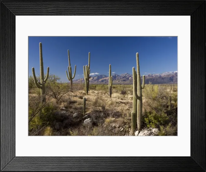 Framed Print : Saguaro cactus Carnegiea gigantea in the Saguaro National Park (east section), Arizona Framed Print : Saguaro cactus Carnegiea gigantea in the Saguaro National Park (east section), Arizona