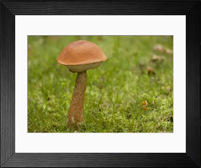 Framed Print : A bolete fungus Framed Print : A bolete fungus