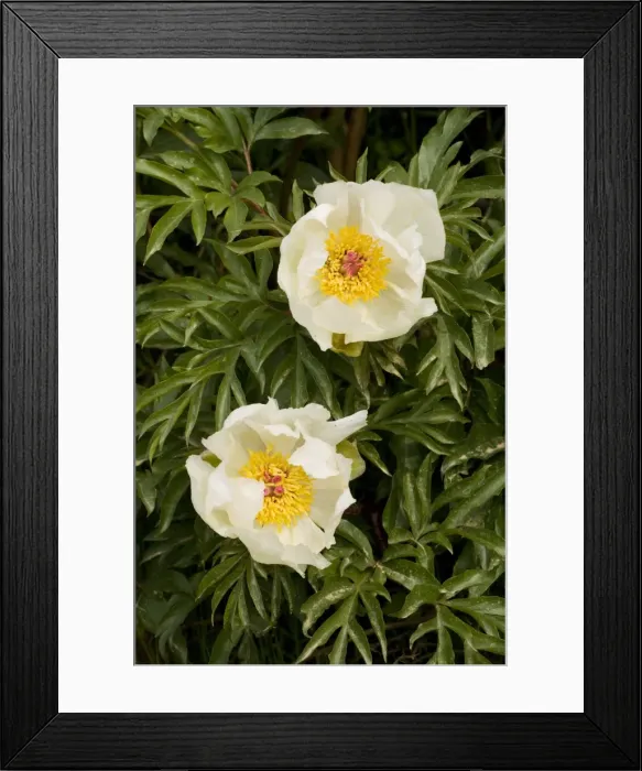 Framed Print : An endemic paeony Paeonia clusii ssp. clusii in the White Mountains, Crete Framed Print : An endemic paeony Paeonia clusii ssp. clusii in the White Mountains, Crete