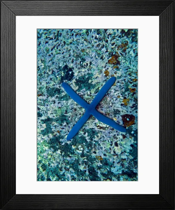 Framed Print : Blue Starfish - born with 4 legs instead of five - Indonesia
