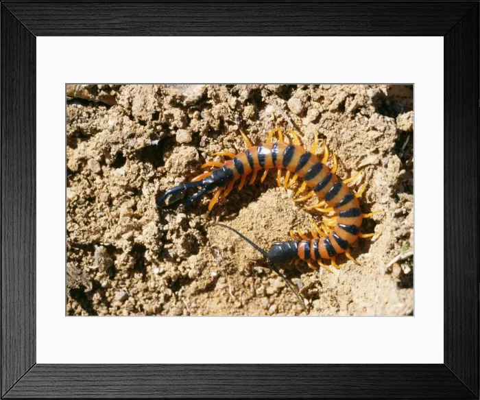 Framed Print : Centipede - Namaqualand, South Africa Framed Print : Centipede - Namaqualand, South Africa