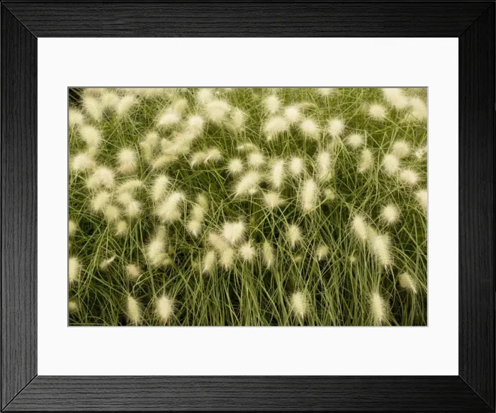 Framed Print : A steppe grass (Stipa papposa = Jarava plumosa). USA Framed Print : A steppe grass (Stipa papposa = Jarava plumosa). USA