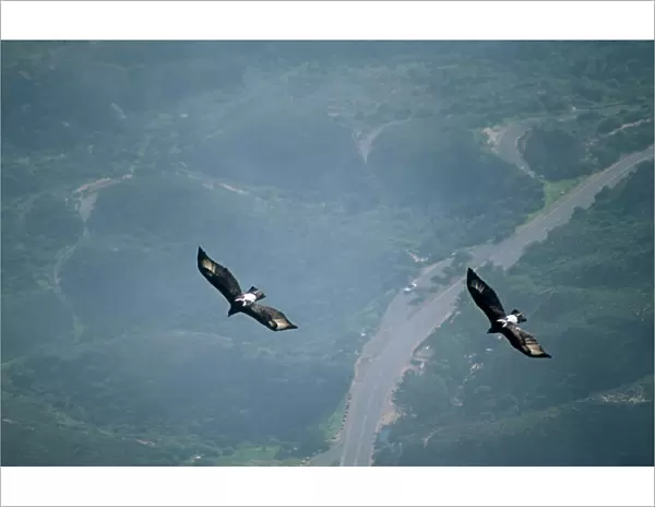 Black  /  Verreaux Eagle - South Africa - two in flight