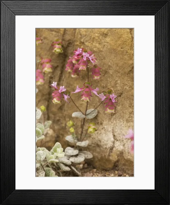 Framed Print : Dittany (Origanum dictamnus); source of a popular herbal tea. Crete Framed Print : Dittany (Origanum dictamnus); source of a popular herbal tea. Crete