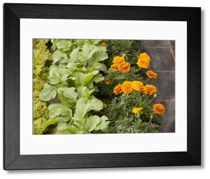 Framed Print : Companion planting, with french marigolds next to turnip seedlings, and Lollo rossa lettuce. Organic gardening Framed Print : Companion planting, with french marigolds next to turnip seedlings, and Lollo rossa lettuce. Organic gardening
