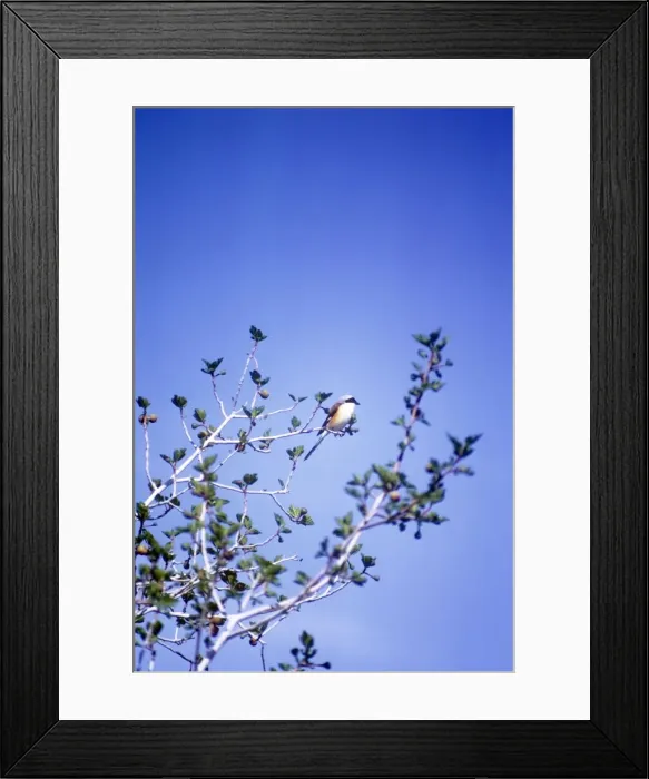 Framed Print : Bay-backed Shrike Framed Print : Bay-backed Shrike