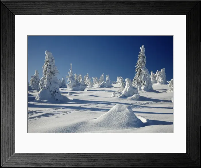 Framed Print : Norway Spruce Trees - covered in winter snow - Brocken mountain - National Park Hochharz - Saxony-Anhalt - Germany Framed Print : Norway Spruce Trees - covered in winter snow - Brocken mountain - National Park Hochharz - Saxony-Anhalt - Germany