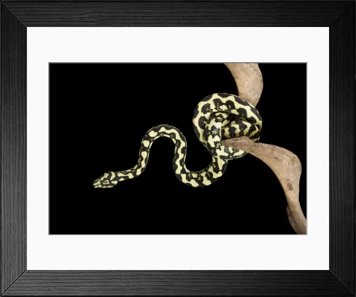 Framed Print : Jungle Carpet Python - Cheynei sub-species - Australia - New-Guinea Framed Print : Jungle Carpet Python - Cheynei sub-species - Australia - New-Guinea