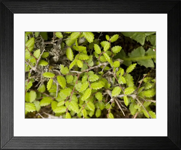 Framed Print : An endemic tree, Zelkova abelicea, member of the elm family, in the White Mountains, Crete Framed Print : An endemic tree, Zelkova abelicea, member of the elm family, in the White Mountains, Crete