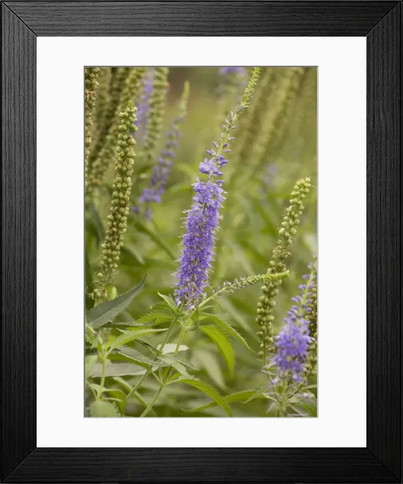Framed Print : A speedwell (Veronica longifolia); garden Framed Print : A speedwell (Veronica longifolia); garden
