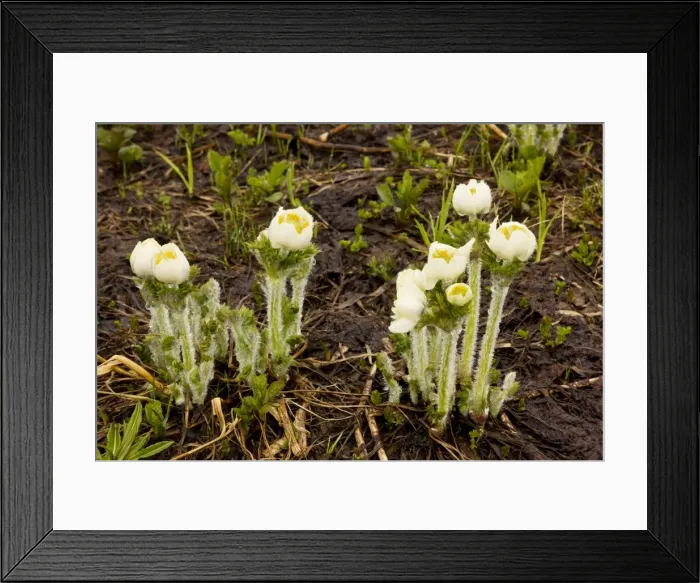 Framed Print : Western Anemone / Western Pasque flower - in the mist, at the snow-line; Mount Rainier, Cascade Mountains, Washington Framed Print : Western Anemone / Western Pasque flower - in the mist, at the snow-line; Mount Rainier, Cascade Mountains, Washington