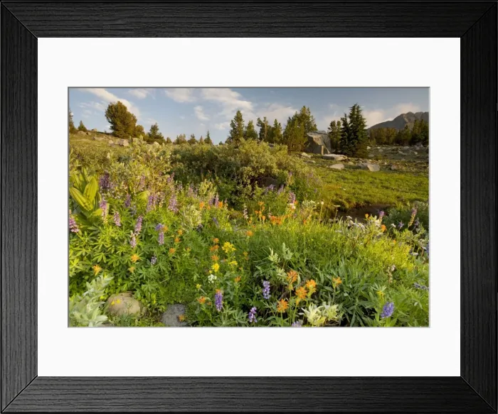Framed Print : Spectacular mass of alpine flowers (paintbrush, lupin etc) near Winnemucca Lake in the Sierra Nevada, Carson Pass, California Framed Print : Spectacular mass of alpine flowers (paintbrush, lupin etc) near Winnemucca Lake in the Sierra Nevada, Carson Pass, California