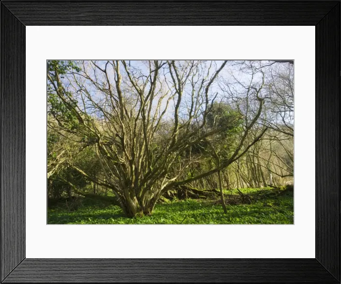 Framed Print : Ancient hazel Corylus avellana coppice stool in bluebell wood at Stonebarrow, Purbeck, Dorset Framed Print : Ancient hazel Corylus avellana coppice stool in bluebell wood at Stonebarrow, Purbeck, Dorset