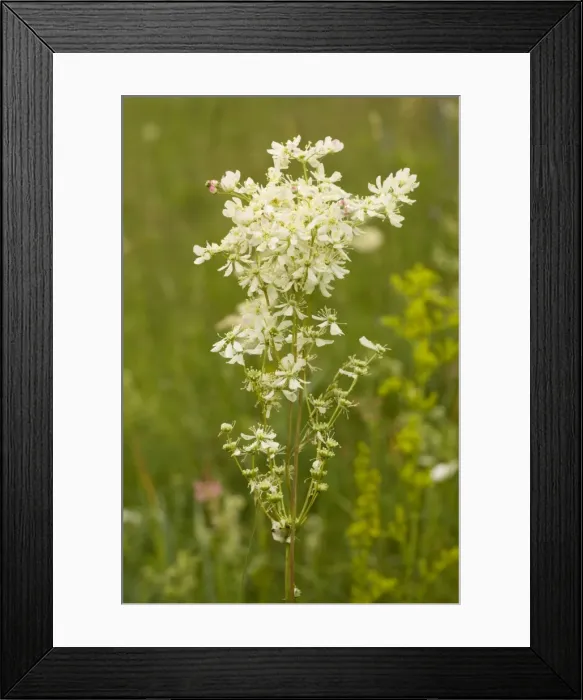 Framed Print : Dropwort (Filipendula vulgaris) - widespread plant of calcareous grassland. Also grown in gardens Framed Print : Dropwort (Filipendula vulgaris) - widespread plant of calcareous grassland. Also grown in gardens