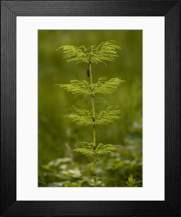 Framed Print : Wood horsetail (Equisetum sylvaticum). Widespread in north UK Framed Print : Wood horsetail (Equisetum sylvaticum). Widespread in north UK