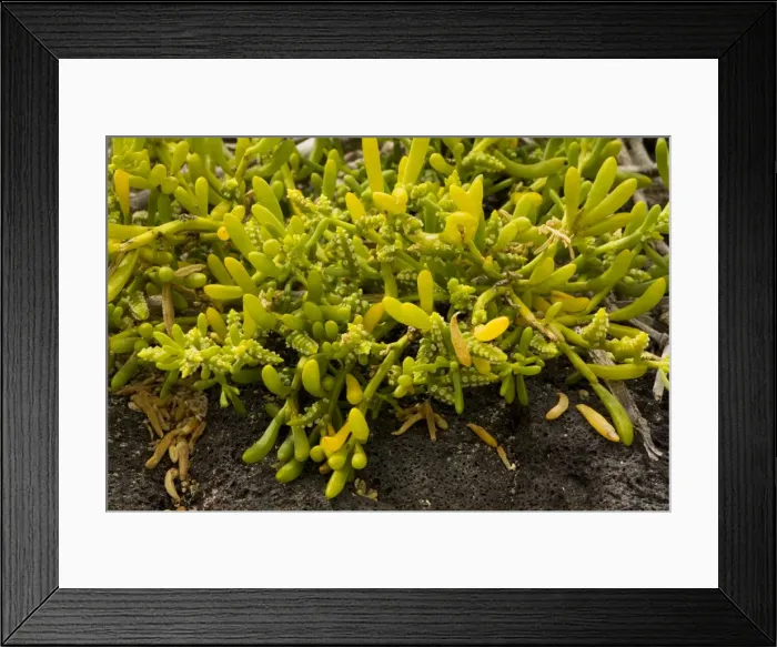 Framed Print : Saltwort (Batis maritima), a widespread tropical seashore plant; Florean, Galapagos Framed Print : Saltwort (Batis maritima), a widespread tropical seashore plant; Florean, Galapagos