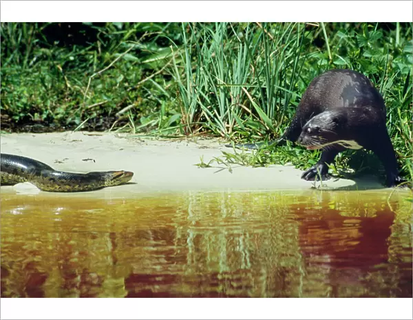 Anaconda and Giant Otter (Pteronura brasiliensis) at water's edge - Guyana - South America