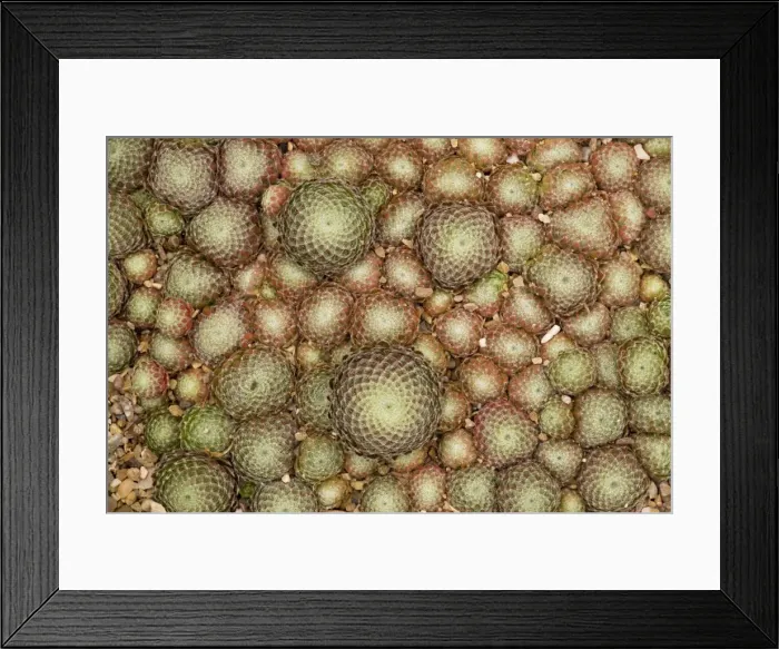 Framed Print : A house-leek (Sempervivum ciliosum) rosettes Framed Print : A house-leek (Sempervivum ciliosum) rosettes