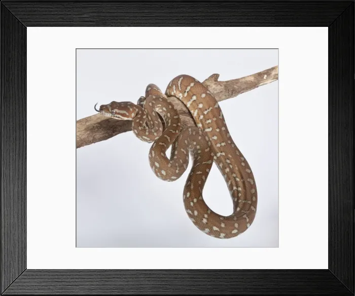 Framed Print : Bredl Python - Australia Framed Print : Bredl Python - Australia