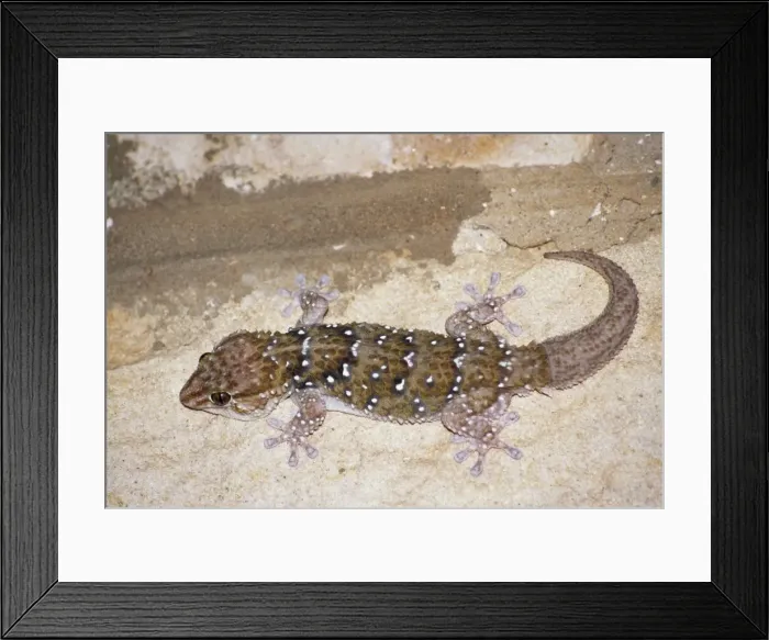 Framed Print : Cape Gecko Framed Print : Cape Gecko