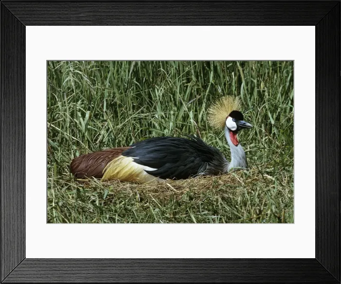 Framed Print : Grey crowned-crane / Crested - incubating Framed Print : Grey crowned-crane / Crested - incubating