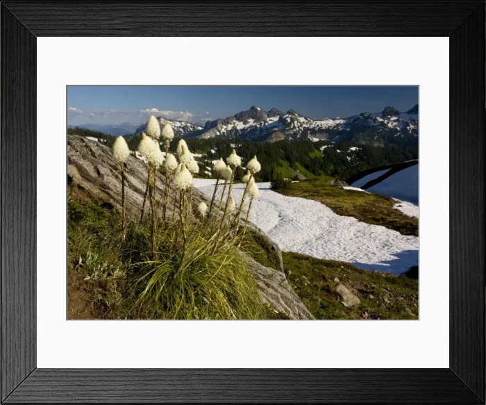 Framed Print : Bear Grass - on Mount Rainier, Cascade Mountains, Washington Framed Print : Bear Grass - on Mount Rainier, Cascade Mountains, Washington