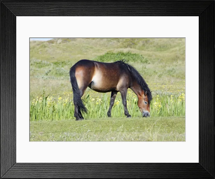 Framed Print : Exmoor Pony - grazing on marshland, De Bollekamer sand dune NP, Island of Texel, Holland