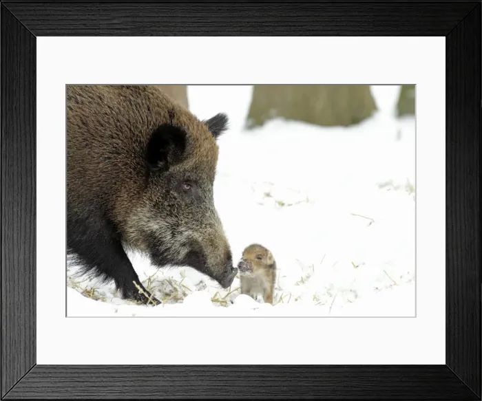 Framed Print : European Wild Pig / Boar - sow with baby piglet - winter - Hessen - Germany Framed Print : European Wild Pig / Boar - sow with baby piglet - winter - Hessen - Germany