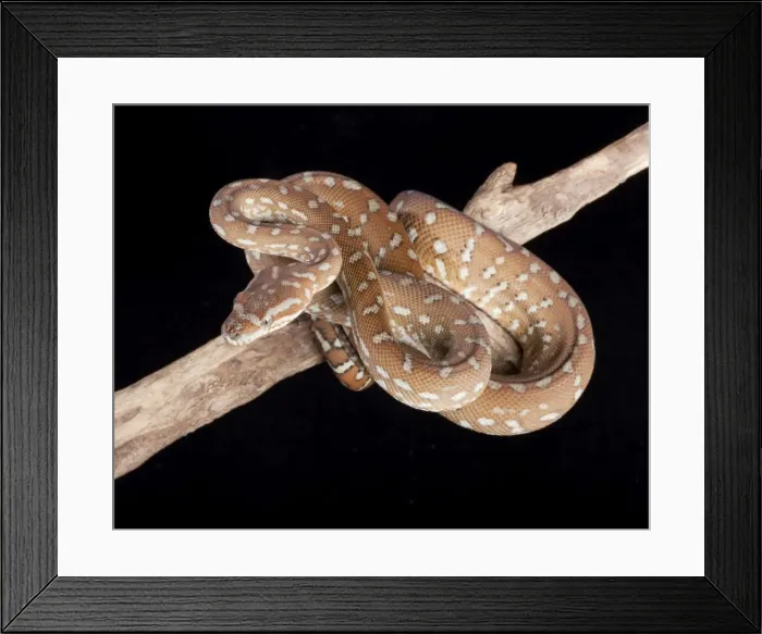 Framed Print : Bredl Python - Australia Framed Print : Bredl Python - Australia